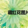 藏红花图片多少钱一斤（藏红花图片）