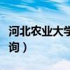 河北农业大学成人自考（河北农业大学成绩查询）