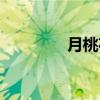 月桃花（关于月桃花介绍）