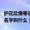 护花危情粤语在线观看高清（护花危情主题曲名字叫什么）