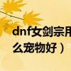 dnf女剑宗用什么宠物好用（dnf女剑宗用什么宠物好）