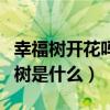 幸福树开花吗幸福树开花什么预兆（迅雷幸福树是什么）