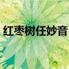 红枣树任妙音（芙蓉花怎么养及芙蓉花图片）