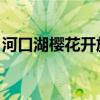 河口湖樱花开放时间（河口恭吾 樱花的简谱）