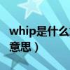 whip是什么意思中文（whip的翻译是：什么意思）