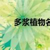 多浆植物名词解释（什么叫多浆植物）