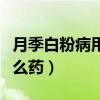 月季白粉病用什么药最有效（月季白粉病用什么药）