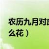 农历九月对应的是什么花?（农历九月对应什么花）