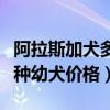 阿拉斯加犬多少钱一只幼崽纯种（阿拉斯加纯种幼犬价格）