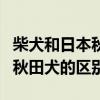 柴犬和日本秋田犬是一个品种吗（日本柴犬和秋田犬的区别）