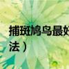 捕斑鸠鸟最好的方法视频（捕斑鸠鸟最好的方法）