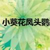 小葵花凤头鹦鹉可以养吗（小葵花凤头鹦鹉）