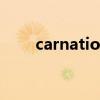 carnation手镯含义（carnations）