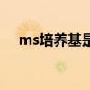 ms培养基是固体培养基吗（ms培养基）