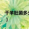 干羊肚菌多少钱一斤?（干羊肚菌多少钱一斤）