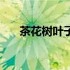 茶花树叶子发黄枯萎怎么办（茶花树）