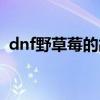 dnf野草莓的故事真假（dnf野草莓的故事）