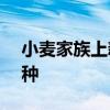 小麦家族上新 国家审定通过135个小麦新品种