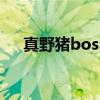 真野猪boss机制（真野猪boss怎么打）