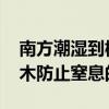 南方潮湿到树都长出气生根了 专家科普：树木防止窒息的根