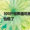 300斤棕熊偷吃粮食被卡进塑料桶 网友：救援时人和熊都害怕极了