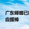 广东蟑螂已经会发光了 网友：像是举着两根应援棒