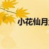 小花仙月尘怎么获得（小花仙月尘）