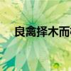 良禽择木而栖什么意思（良禽择木而栖）