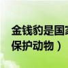 金钱豹是国家几级保护动物?（金钱豹是几级保护动物）