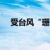 受台风“珊珊”影响 日本超49万户停电