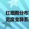 红细胞分布宽度变异系数14.8（红细胞分布宽度变异系数）