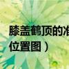 膝盖鹤顶的准确位置图作用（膝盖鹤顶的准确位置图）