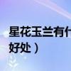 星花玉兰有什么好处和功效（星花玉兰有什么好处）