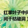 红掌叶子中间干枯破洞怎么弄好（红掌叶子中间干枯破洞）