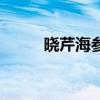 晓芹海参海参价格表（晓芹海参）