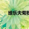 维乐夫菊粉的正确服用方法（维乐夫）