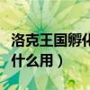 洛克王国孵化器在哪里（洛克王国孵化宝典有什么用）