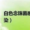 白色念珠菌感染男性用什么药（白色念珠菌感染）