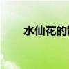 水仙花的散文30字（水仙花的散文）