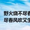 野火烧不尽春风吹又生的象征意义（野火烧不尽春风吹又生）