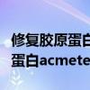 修复胶原蛋白面膜贴上冰凉正常吗（修复胶原蛋白acmetea）