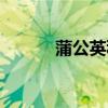 蒲公英种植方法（蒲公英种植）