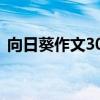 向日葵作文300字左右（向日葵作文300字）