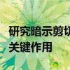 研究暗示剪切应力在痛觉神经元激活中的潜在关键作用