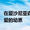 在爱沙尼亚森林中用相机拍摄的母熊和三只可爱的幼崽