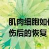 肌肉细胞如何随着年龄的增长而退化 阻碍受伤后的恢复