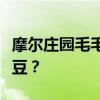 摩尔庄园毛毛豆获取攻略：如何轻松获得毛毛豆？