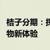 桔子分期：探索消费信贷新纪元，灵活分期购物新体验