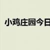 小鸡庄园今日答案揭秘：探索最新小鸡知识